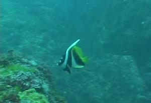 <a href="https://fishdb.sinica.edu.tw/muse/digi_object/177b1a25762c8b2eec09917a630378ed" target="_blank">Heniochus monoceros@fishdb-media-8676／陳靜怡</a>