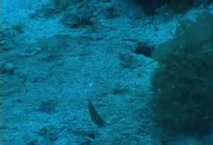 <a href="https://fishdb.sinica.edu.tw/muse/digi_object/2c2c23d76ec562699c41af0e172410ee" target="_blank">Halichoeres biocellatus@fishdb-media-8248／陳靜怡</a>