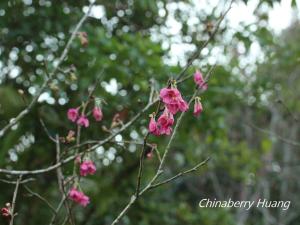 <a href="https://taieol.tw/muse/digi_object/e41258f350ee753fe11f3360bcfb732c" target="_blank">山櫻花／By：chinaberryhuang／iNaturalist</a>
