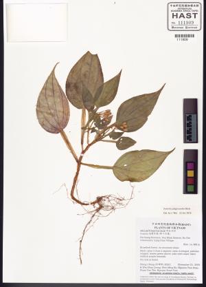 <a href="https://brmas.openmuseum.tw/muse/digi_object/d010b887fc8053933619eacfe815011c" target="_blank">蜂鬥草屬／中央研究院生物多樣性研究博物館植物標本館 (HAST)</a>