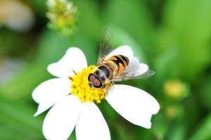 食蚜蠅@ Eristalis sp._台北陽明山