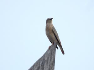 <a href="https://taieol.tw/muse/digi_object/6caa745bfe6a62033a3701b44acf93d8" target="_blank">灰頭椋鳥／By：lava_chen／iNaturalist</a>