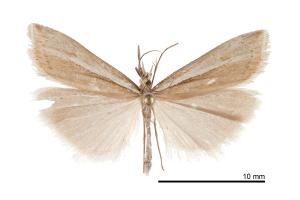 <a href="https://taieol.tw/muse/digi_object/46e71ce877308d20001700a983890c81" target="_blank">Crambus narcissus／By：吳士緯／吳士緯</a>
