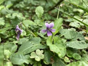 <a href="https://taieol.tw/muse/digi_object/b511294615d1b308db6706fc382c738b" target="_blank">短毛菫菜／By：huanghuai／iNaturalist</a>