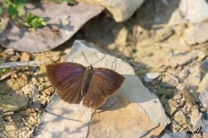 L05-6 暗色紫灰蝶