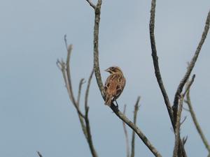 <a href="https://taieol.tw/muse/digi_object/4baedbf293786b29b6bbd188ffc472b2" target="_blank">鏽鵐／By：cynthiasu／iNaturalist</a>