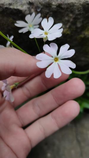 <a href="https://taieol.tw/muse/digi_object/42fbf19ab21f4cbae3e7637d3d9fc366" target="_blank">報春花／By：chianghuai／iNaturalist</a>