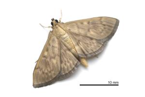 <a href="https://taieol.tw/muse/digi_object/c952aa084ae366f9789929359eade655" target="_blank">Patania ruralis／By：吳士緯／吳士緯</a>