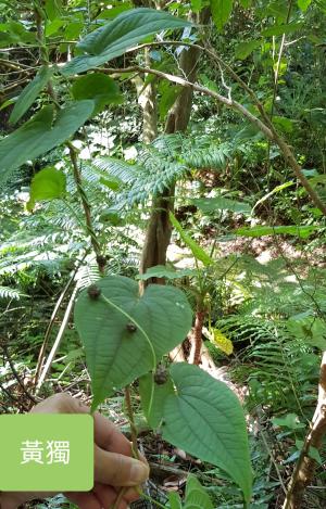 <a href="https://taieol.tw/muse/digi_object/578d54d5c576e135c0ed48835bd22be3" target="_blank">黃獨／By：dayacat／iNaturalist</a>
