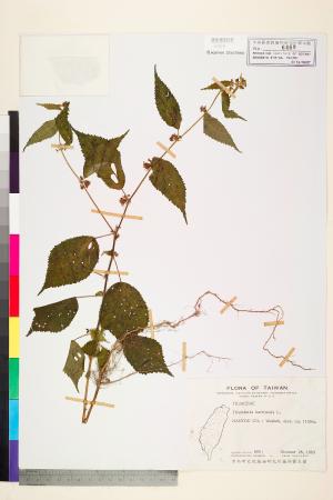 <a href="https://brmas.openmuseum.tw/muse/digi_object/d0be73fee2935e228ca496ade9a72558" target="_blank">垂桉草／中央研究院生物多樣性研究博物館植物標本館 (HAST)</a>
