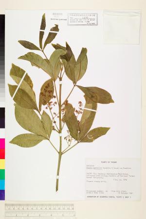 <a href="https://brmas.openmuseum.tw/muse/digi_object/d0cbe51c5587f3ca38ae8c6ce59ea395" target="_blank">山刈葉／中央研究院生物多樣性研究博物館植物標本館 (HAST)</a>