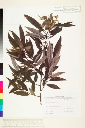 <a href="https://brmas.openmuseum.tw/muse/digi_object/d0e3029d2b14d303ca4d4625bed9a02e" target="_blank">褐毛柳(阿里山柳)／中央研究院生物多樣性研究博物館植物標本館 (HAST)</a>
