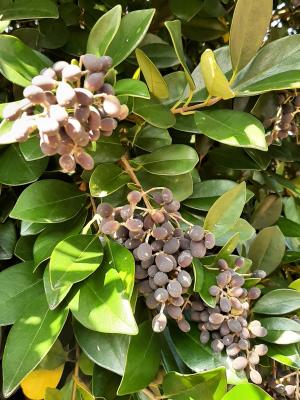 <a href="https://taieol.tw/muse/digi_object/0fdff063c94c3ff0450e4a838b3d2404" target="_blank">日本女貞／By：leenancy／iNaturalist</a>