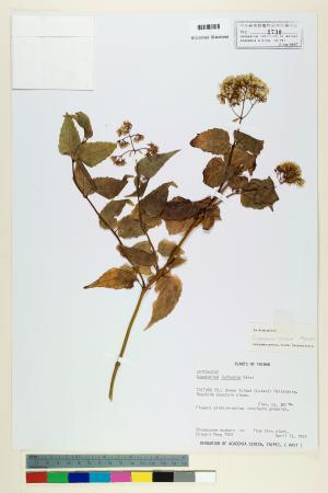 <a href="https://brmas.openmuseum.tw/muse/digi_object/d10df286c090b727cb1427f0a3f42a01" target="_blank">澤蘭屬／中央研究院生物多樣性研究博物館植物標本館 (HAST)</a>