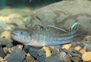<a href="https://fishdb.sinica.edu.tw/muse/digi_object/3c75beacc996ce94db84673d7c81d9fe" target="_blank">Mugilogobius abei@fishdb-media-9981／邱垂坤</a>