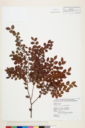 <a href="https://brmas.openmuseum.tw/muse/digi_object/d11559499e281cae07253d1e6eb7e613" target="_blank">楓港柿／中央研究院生物多樣性研究博物館植物標本館 (HAST)</a>
