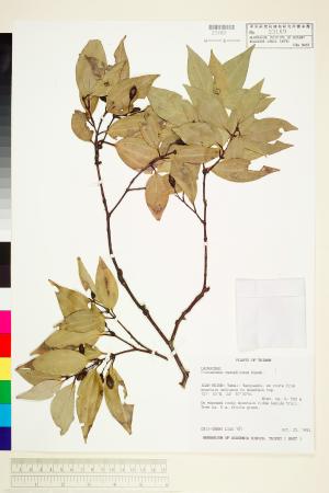 <a href="https://brmas.openmuseum.tw/muse/digi_object/d11cbff5aaddeee44145d4fc5d7fcf97" target="_blank">土肉桂／中央研究院生物多樣性研究博物館植物標本館 (HAST)</a>