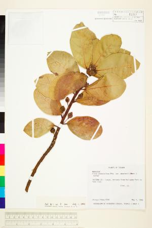 <a href="https://brmas.openmuseum.tw/muse/digi_object/d1429b0014adf7b1adc36e4540986646" target="_blank">鵝鑾鼻蔓榕／中央研究院生物多樣性研究博物館植物標本館 (HAST)</a>