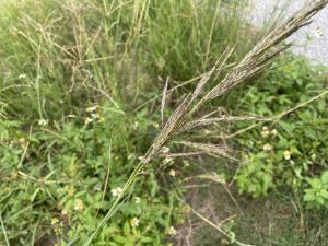 <a href="https://taieol.tw/muse/digi_object/5afdac8ef762b6c36cb8e6c57ada99a5" target="_blank">臭根子草／By：akuan／iNaturalist</a>