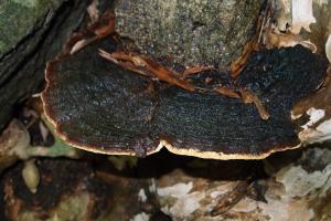 Magoderna subresinosum(樹脂大孢芝)