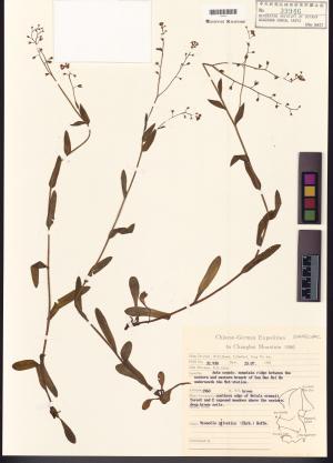 <a href="https://brmas.openmuseum.tw/muse/digi_object/d174beb567e9c80233fe17ff12247025" target="_blank">野勿忘草屬／中央研究院生物多樣性研究博物館植物標本館 (HAST)</a>