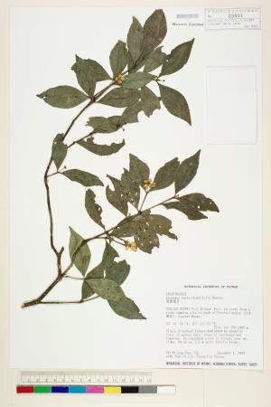 <a href="https://brmas.openmuseum.tw/muse/digi_object/d175998790c1dcf607f0f377ebc9be0a" target="_blank">菱葉衛矛／中央研究院生物多樣性研究博物館植物標本館 (HAST)</a>