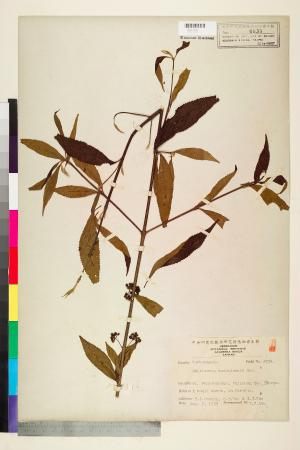 <a href="https://brmas.openmuseum.tw/muse/digi_object/d17f856ebebdbdfa2a6cc662234dce92" target="_blank">大葉紫珠(巒大紫珠)／中央研究院生物多樣性研究博物館植物標本館 (HAST)</a>