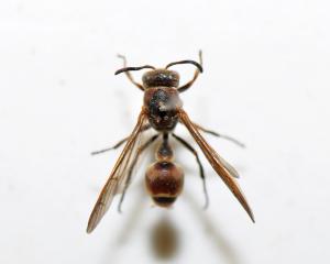 Sphecidae sp._陽明山 10