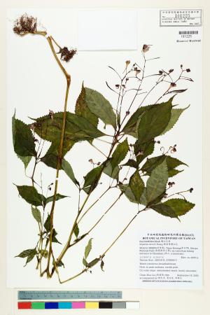 <a href="https://brmas.openmuseum.tw/muse/digi_object/d1986650cb5073ac077a56747e24b206" target="_blank">棣慕華鳳仙花／中央研究院生物多樣性研究博物館植物標本館 (HAST)</a>