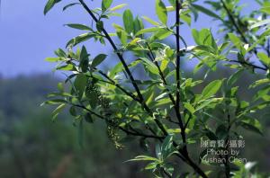 <a href="https://taieol.tw/muse/digi_object/496e28cd14cab613078350dd68c03a24" target="_blank">褐毛柳／By：陳育賢／臺灣物種名錄(TaiCOL)</a>