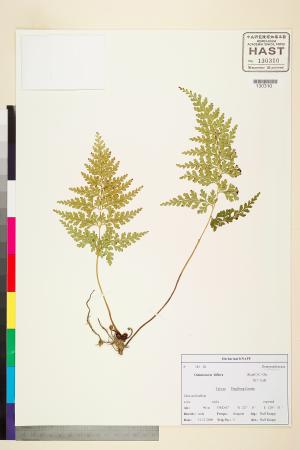 <a href="https://brmas.openmuseum.tw/muse/digi_object/d1c20d4f8a2a789b3dff05e386cf6d1d" target="_blank">闊片烏蕨／中央研究院生物多樣性研究博物館植物標本館 (HAST)</a>