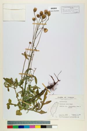 <a href="https://brmas.openmuseum.tw/muse/digi_object/d1d946bb4751f10d7bfe7e6e095650fb" target="_blank">泥胡菜／中央研究院生物多樣性研究博物館植物標本館 (HAST)</a>