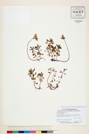<a href="https://brmas.openmuseum.tw/muse/digi_object/d1e39fde61be1d54a459a584db62f8c2" target="_blank">佛甲草屬／中央研究院生物多樣性研究博物館植物標本館 (HAST)</a>