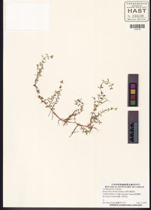 <a href="https://brmas.openmuseum.tw/muse/digi_object/d1e71edf529427acb14c15066fbd4915" target="_blank">印度水豬母乳／中央研究院生物多樣性研究博物館植物標本館 (HAST)</a>
