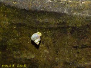 <a href="https://taieol.tw/muse/digi_object/308ac20223b2ebaa5cc612e4923a2a30" target="_blank">斯文豪帶管蝸牛／By：kinmatsu／iNaturalist</a>