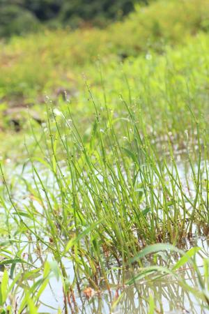 <a href="https://taieol.tw/muse/digi_object/58cc8d7a2aa3572dc24e79381895df06" target="_blank">虻眼草／By：馬承漢／臺灣物種名錄(TaiCOL)</a>