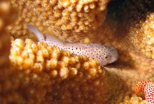 <a href="https://fishdb.sinica.edu.tw/muse/digi_object/a6d808b85c05786765d322b5843a5938" target="_blank">Caracanthus maculatus@fishdb-media-6132／陳靜怡</a>