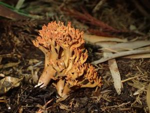 Ramaria botrytis(叢枝瑚菌)