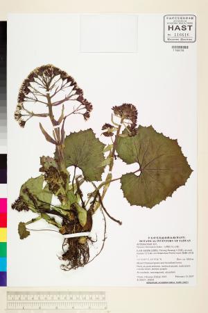 <a href="https://brmas.openmuseum.tw/muse/digi_object/d2086134f6adbe62f67775335fd5dd89" target="_blank">台灣款冬(山菊)／中央研究院生物多樣性研究博物館植物標本館 (HAST)</a>