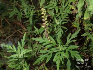 <a href="https://taieol.tw/muse/digi_object/2eefa8b8cbcbe42550ec884078034ae0" target="_blank">豬草／By：cyst007／iNaturalist</a>