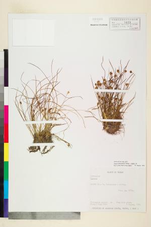 <a href="https://brmas.openmuseum.tw/muse/digi_object/d21df5e61f45b124657c828300f19e65" target="_blank">玉山燈心草／中央研究院生物多樣性研究博物館植物標本館 (HAST)</a>