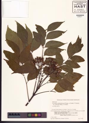 <a href="https://brmas.openmuseum.tw/muse/digi_object/d267e88f5941a6fb64c2f66d5b73c57a" target="_blank">賊仔樹／中央研究院生物多樣性研究博物館植物標本館 (HAST)</a>