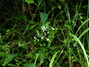 <a href="https://taieol.tw/muse/digi_object/f033a2b66ad4003986e35eb0d1bcb6c0" target="_blank">玉山茄／By：janjchen／iNaturalist</a>