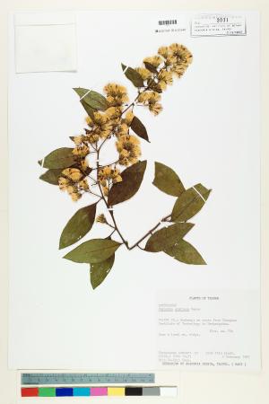 <a href="https://brmas.openmuseum.tw/muse/digi_object/d29a7abbefaa588efc77149e2b1ac703" target="_blank">過山龍／中央研究院生物多樣性研究博物館植物標本館 (HAST)</a>
