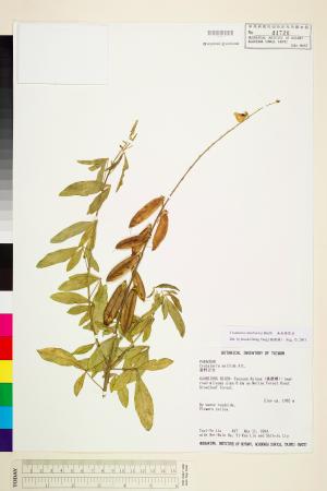 <a href="https://brmas.openmuseum.tw/muse/digi_object/d2a7c8fac1cae6ff76f5c8bb4b12d00b" target="_blank">南美豬屎豆／中央研究院生物多樣性研究博物館植物標本館 (HAST)</a>