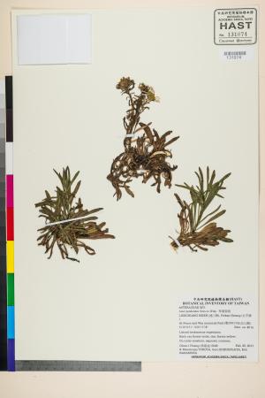 <a href="https://brmas.openmuseum.tw/muse/digi_object/d2d4ab0e670d4ae90ef6999e4c13146d" target="_blank">琴葉紫菀／中央研究院生物多樣性研究博物館植物標本館 (HAST)</a>