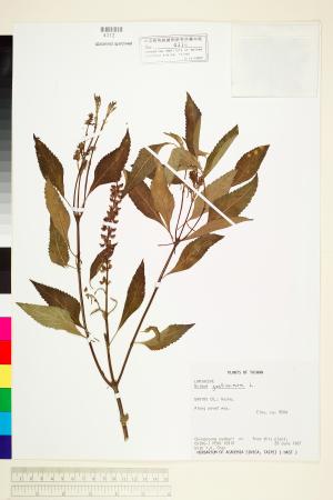 <a href="https://brmas.openmuseum.tw/muse/digi_object/d2d5e8c3dd0f2db3e3b4c2cbf74b051d" target="_blank">美羅勒(印度零陵香)／中央研究院生物多樣性研究博物館植物標本館 (HAST)</a>