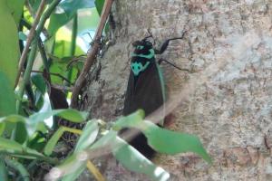 <a href="https://taieol.tw/muse/digi_object/98aa3cb6568454dd3fdaccb21568ae2b" target="_blank">臺灣爺蟬／By：bobohog／iNaturalist</a>