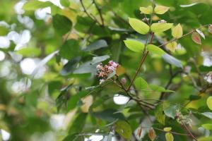 <a href="https://taieol.tw/muse/digi_object/e8b611ef88e59f8aa8b83236b4d93ae9" target="_blank">楊桃／By：octoberw／iNaturalist</a>