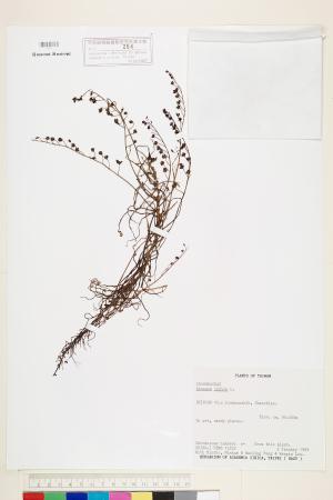 <a href="https://brmas.openmuseum.tw/muse/digi_object/d2dc3d736c05e799d09a09abc14f7675" target="_blank">長葉茅膏菜／中央研究院生物多樣性研究博物館植物標本館 (HAST)</a>